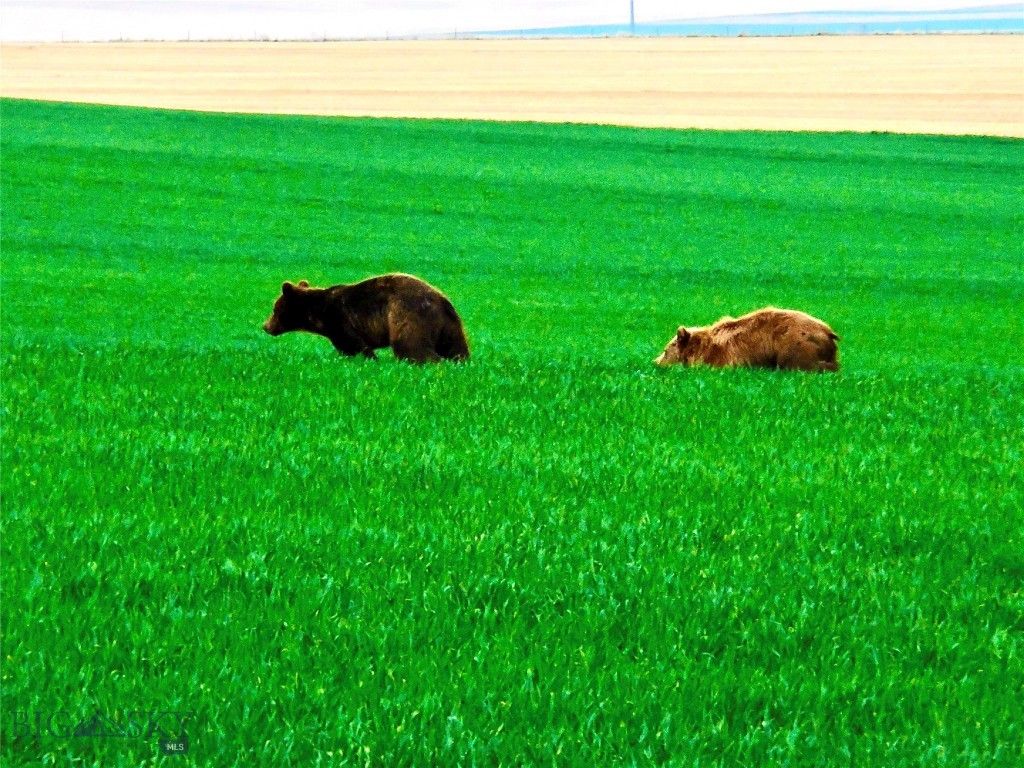 TBD Buena Vista Road, Valier, MT 59486 photo 58