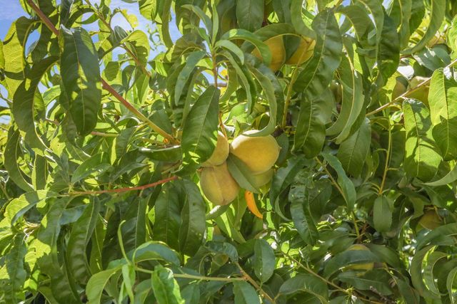 6796 E Woodward Ave, Manteca, CA 95337