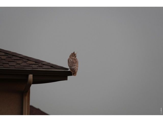 6901 Water View Ct, Timnath, CO 80547