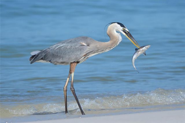 11053 BARNSLEY DRIVE, Venice, FL 34293