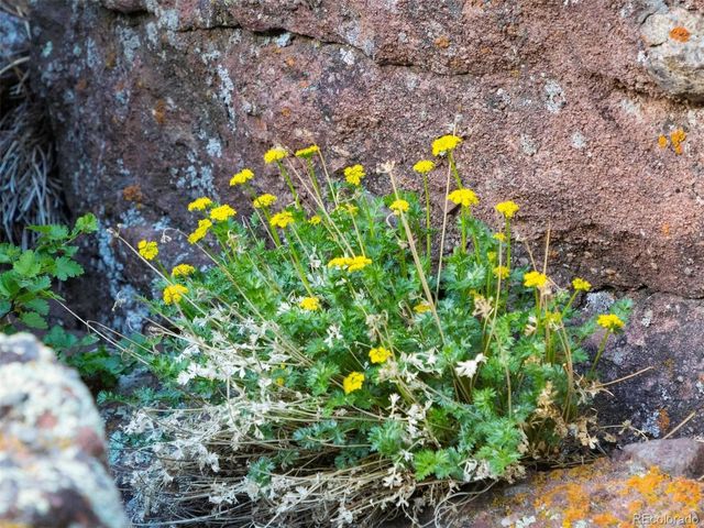 53 Canyon Pines Drive, Golden, CO 80403