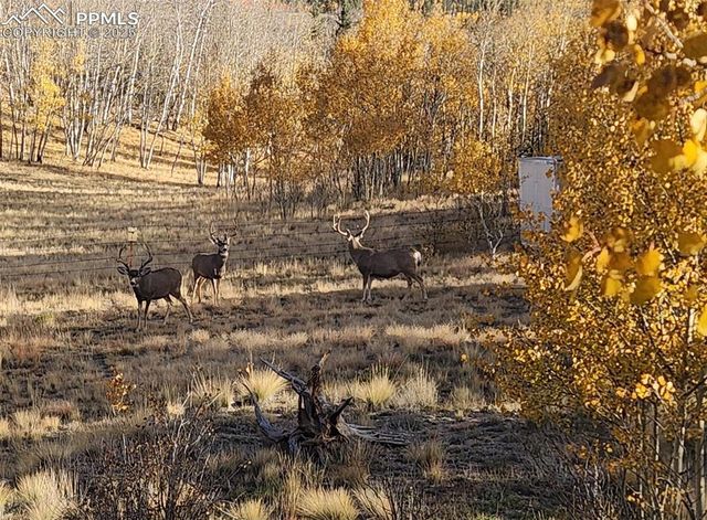 2387 Buffalo Ridge Road, Como, CO 80432