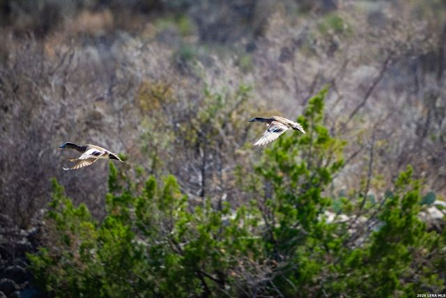 000 Pandale HWY, Pandale, TX 78840