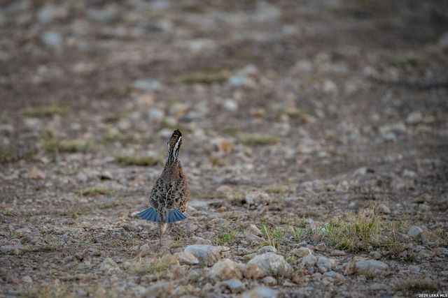 000 Pandale HWY, Pandale, TX 78840