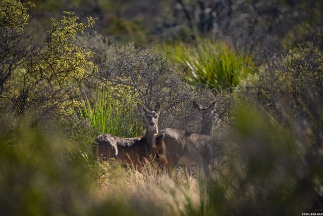 000 Pandale HWY, Pandale, TX 78840