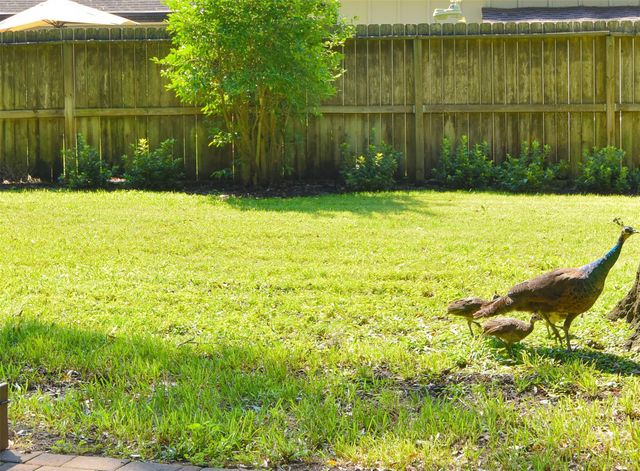 14119 Kellywood Lane, Houston, TX 77079
