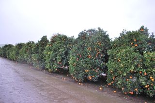 18376 Road 248 A, Porterville, CA 93257