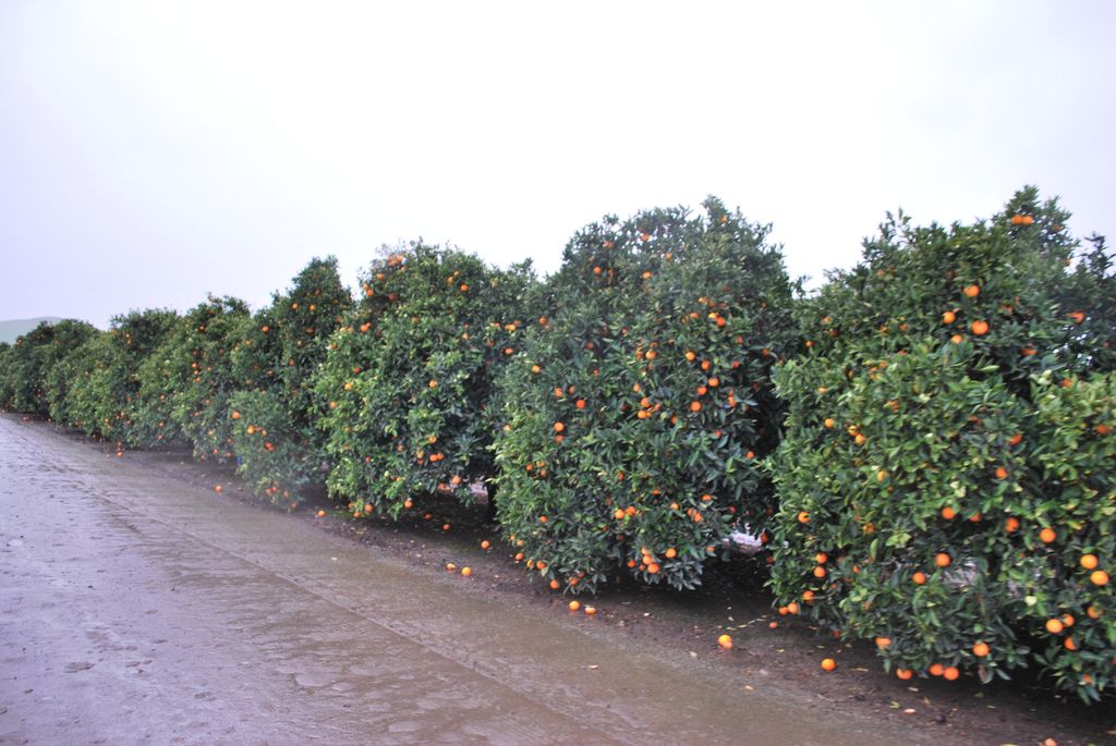 18376 Road 248 A, Porterville, CA 93257