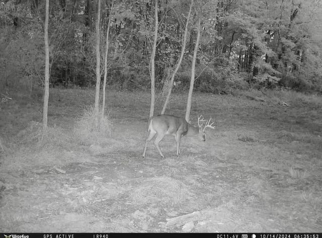 835 Mount Zion Rd, Decaturville, TN 38329