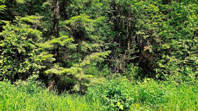 NNA McCloud Creek Rd, Newport, WA 99156