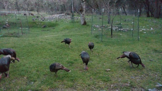 9110 Hidden Valley Rd, Mountain Ranch, CA 95246