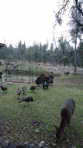 9110 Hidden Valley Rd, Mountain Ranch, CA 95246