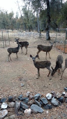 9110 Hidden Valley Rd, Mountain Ranch, CA 95246