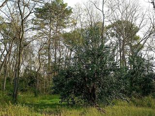 1902 Dolly Wright Street, Houston, TX 77088