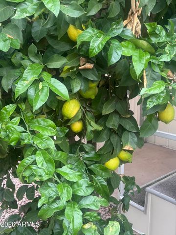 11425 E UNIVERSITY Drive 49, Apache Junction, AZ 85120