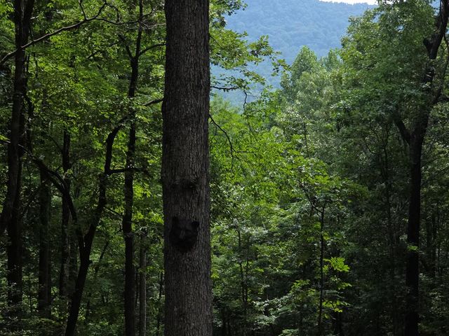 150 Trail Tree Drive, Blairsville, GA 30512