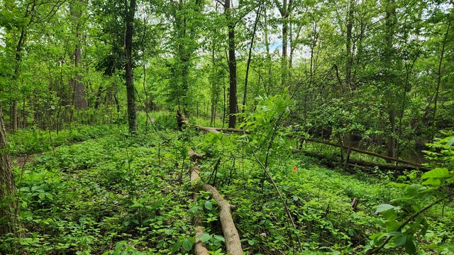 2644 Whitewood Street, Ann Arbor, MI 48104