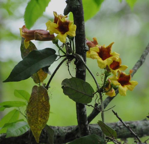 435 Pecan Dr, St Gabriel, LA 70776