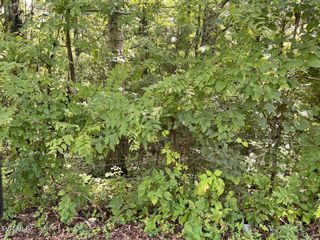 0 Madeline Lane, Rogersville, TN 37857