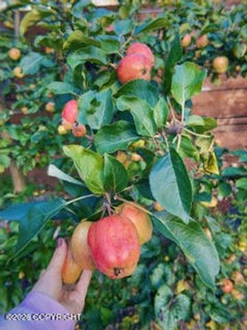 4031 Romanzof Circle, Anchorage, AK 99517