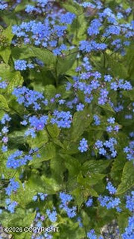 4031 Romanzof Circle, Anchorage, AK 99517