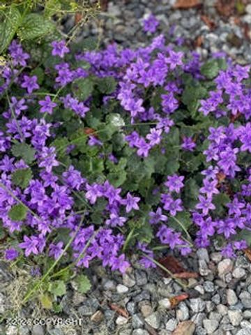 4031 Romanzof Circle, Anchorage, AK 99517