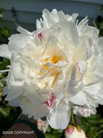 4031 Romanzof Circle, Anchorage, AK 99517