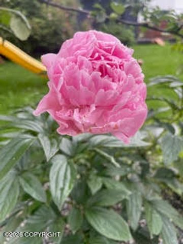 4031 Romanzof Circle, Anchorage, AK 99517