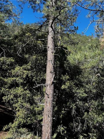 1225 Azalea, Pine Mountain Club, CA 93222