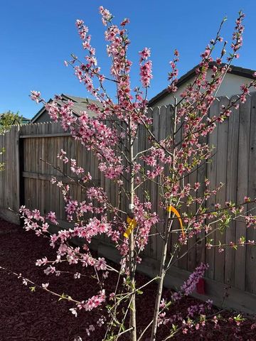 1405 W Tyler Court, Visalia, CA 93291