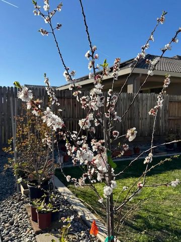 1405 W Tyler Court, Visalia, CA 93291