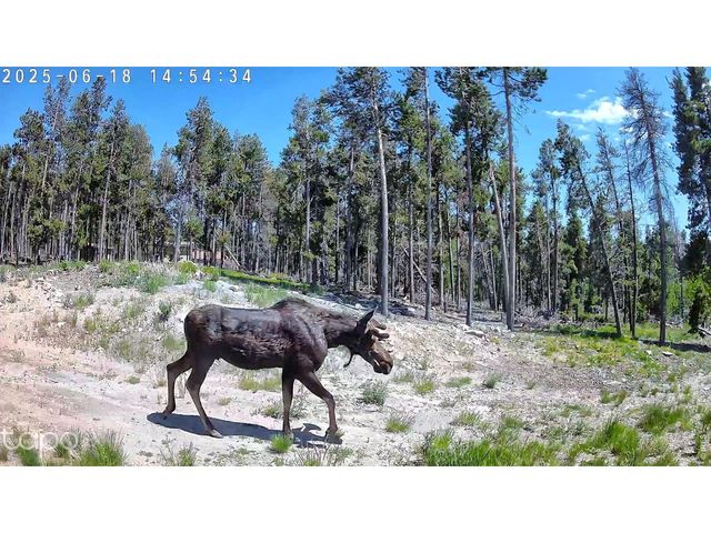 5431 Storm Mountain Dr, Drake, CO 80515