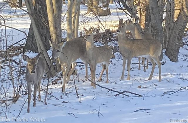 5650 Hillsboro Road, Springfield Charter Township, MI 48350