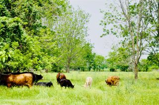 TBD 1 Fm 1887 Road, Hempstead, TX 77445