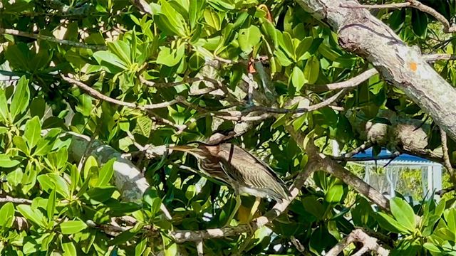 9397 MIDNIGHT PASS ROAD 901, Sarasota, FL 34242