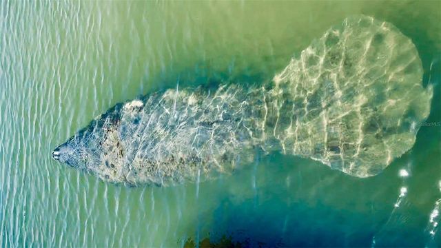 9397 MIDNIGHT PASS ROAD 901, Sarasota, FL 34242