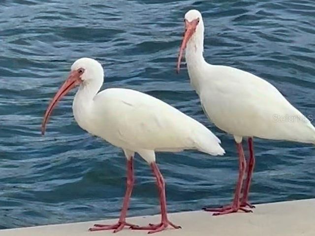 9397 MIDNIGHT PASS ROAD 901, Sarasota, FL 34242