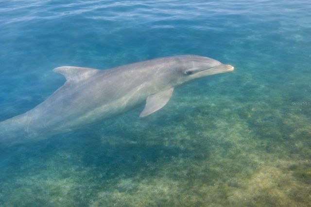 9397 MIDNIGHT PASS ROAD 901, Sarasota, FL 34242