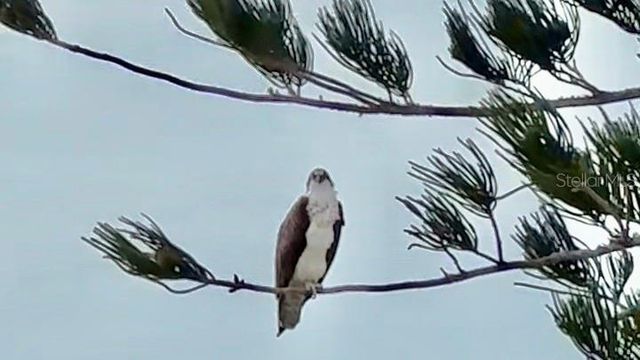 9397 MIDNIGHT PASS ROAD 901, Sarasota, FL 34242