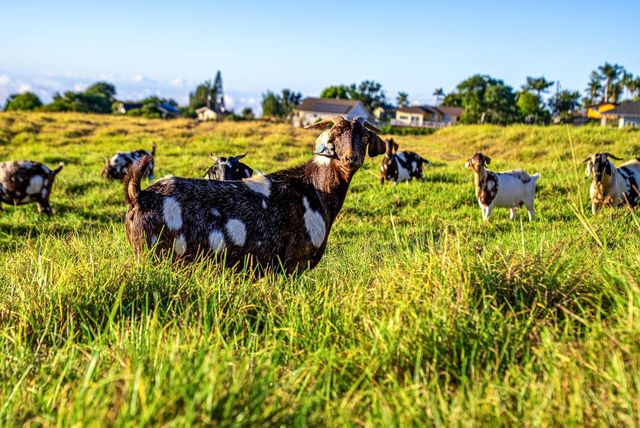 909 Copp Rd, Kula, HI 96790