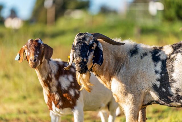 909 Copp Rd, Kula, HI 96790