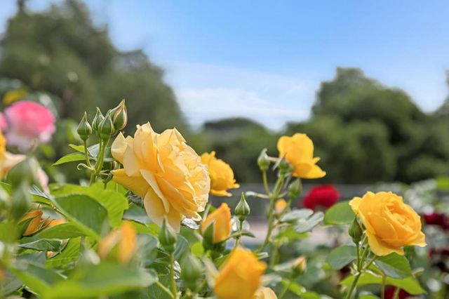 140 Ridgeway Road, Woodside, CA 94062