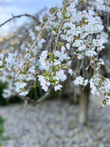 336 Colson Drive, Russell Springs, KY 42642