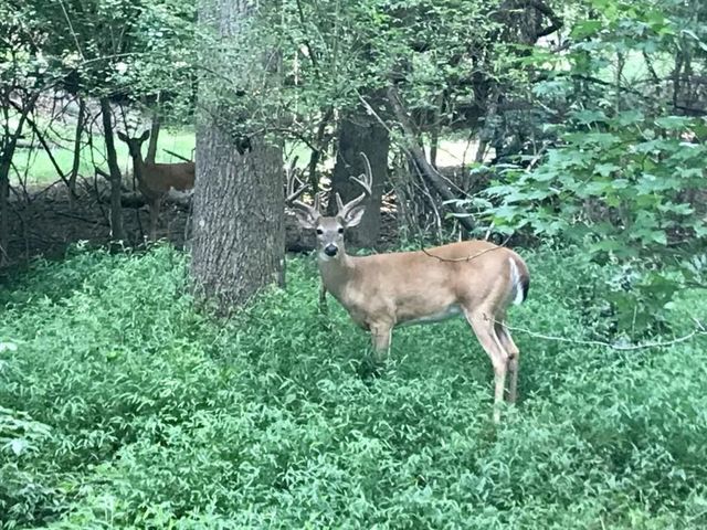 2950 Cedar Knoll Drive, Roswell, GA 30076