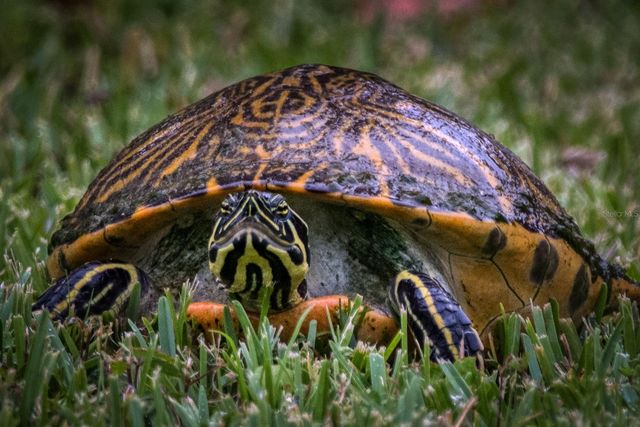 625 MIDWAY DRIVE A, Ocala, FL 34472