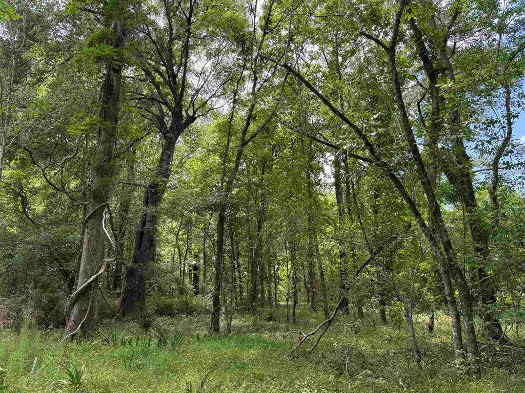 17.8 Acres-5871 Pennyroyal Rd., Georgetown, SC 29440 — photo 4