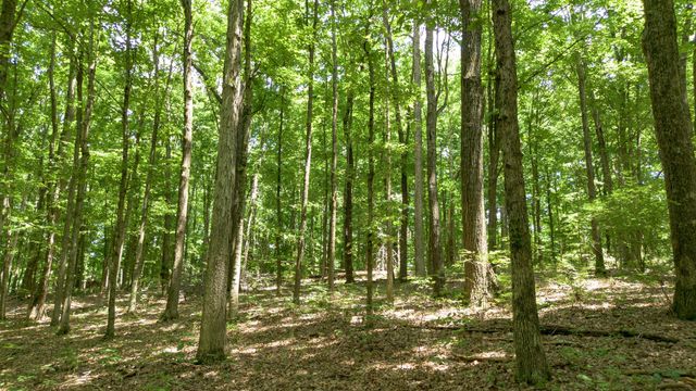 8218 Old Pond Creek Rd, Nashville, TN 37209