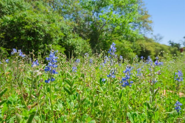 24718 Squirrel Road, New Ulm, TX 78950