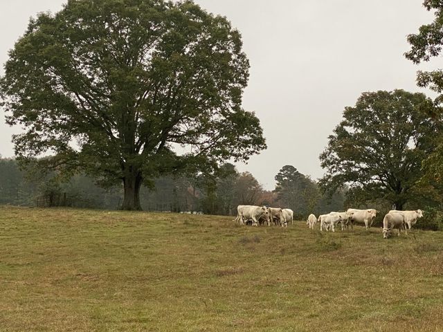 698 Payne Chapel Road, Lookout Mountain, GA 30750