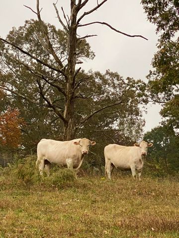 698 Payne Chapel Road, Lookout Mountain, GA 30750